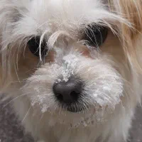 سگ خانگی|سگ|زنجان, |دیوار