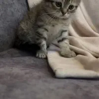 بریتیش تبی گلد|گربه|تهران, دانشگاه شریف|دیوار