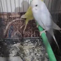 مرغ عشق جوان