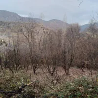 باغ|فروش زمین و ملک کلنگی|سی‌سخت, |دیوار