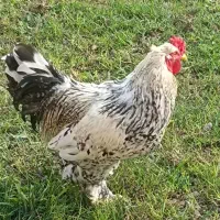 خروس امپراطور