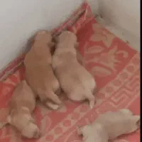 پامرین روباهی نر ماده|سگ|قم, پشت انبار نفت|دیوار