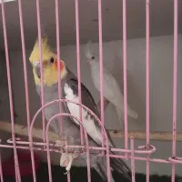 جفت عروس هلندی مولد