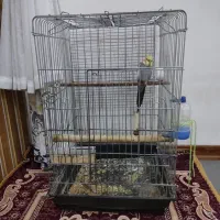 عروس هلندی|پرنده|نسیمشهر, |دیوار