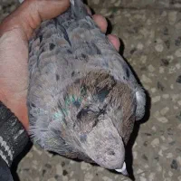 چن جفت کبوتر|پرنده|سبزوار, قصبه شرقی|دیوار