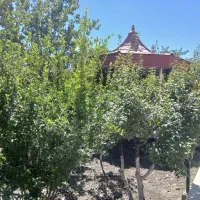باغ ویلا زیبا/شرکت برق /بوستان/ کاهو /
