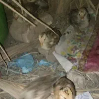 سالم|حیوانات مزرعه|فهرج, |دیوار