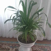 گلها فروشی توافقی