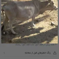 گاو شیری قیمت 40میلیون