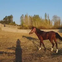 حیوانات|حیوانات مزرعه|هشترود, |دیوار