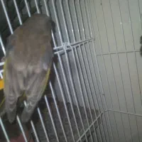 سره|پرنده|خمینیشهر, |دیوار