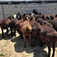 بایکبار خرید گوسفند زنده*مشتری همیشگی ما می شوید|حیوانات مزرعه|تهران, یوسف‌آباد|دیوار