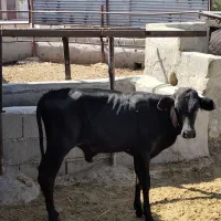 فروش 15راس گوساله نر دورگ