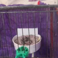 قناری|پرنده|نیشابور, فردوس شمالی|دیوار