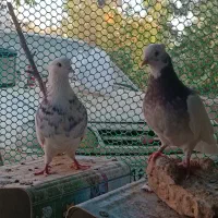 سینه سبز|پرنده|شیراز, دکتر حسابی|دیوار