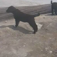 پیداشدن دوقلاده سگ نژاد دار سروپنچه دار