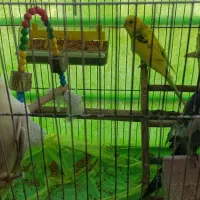 یک جفت عروس هلندی و یکدانه مرغ عشق