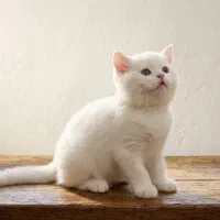 گربه بریتیش سفید