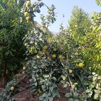 زمین کشاورزی باغ گیلاس6000هزار|فروش دفتر صنعتی، کشاورزی، تجاری|تهران, پاسداران|دیوار