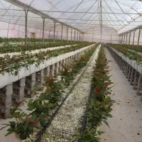 استخدام در گلخانه گل رز