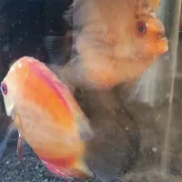 دو عدد دیسکس زیبا و سالم