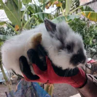 بچ خرگوش لوپ|موش و خرگوش|تاتار علیا, |دیوار