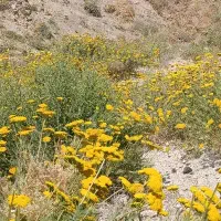 ختمی بابونه میوه نسترن گزنه بومادران چای کوهی|خوردنی و آشامیدنی|تهران, زعفرانیه|دیوار