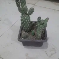 گل آپارتمانی با قیمت مناسب|گل و گیاه طبیعی|بیرجند, |دیوار