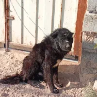 سگ قهدریجانی