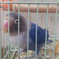 طوطی برزیلی