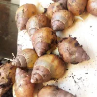 فروش حلزون زنده