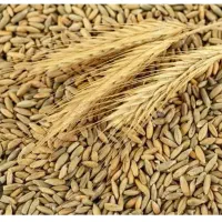 جو برای کفتر