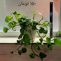 انواع گلدانهای طبیعی سانسوریا پتوس قاشقی|گل و گیاه طبیعی|قم, نوقطار|دیوار