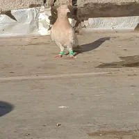 کله زرد|پرنده|لنجان, |دیوار