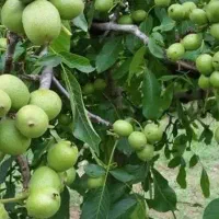 فروش نهال گردو فرنورپیوندی شناسه دار|خدمات باغبانی و درختکاری|بافق, |دیوار