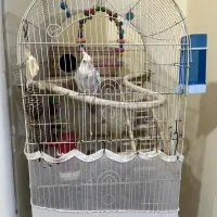 یک جفت عروس هلندی