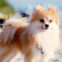 سگ پامر روباهی