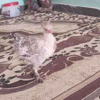 ستا خروس دوتا باروک جوان برا مشت و داشت