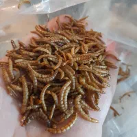 میلورم خشک و زنده درجه ۱