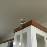 عروس هلندی سه عدد