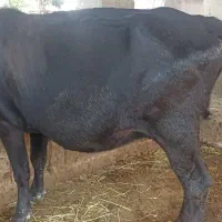 دورگ محلی با گوساله نر معاوضه با گوشتی و قصابی|حیوانات مزرعه|گوراب زرمیخ, |دیوار