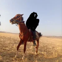 اسب ترکمن|اسب و تجهیزات اسب‌سواری|الوند, |دیوار