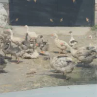 فروش غاز دوماه نیمه