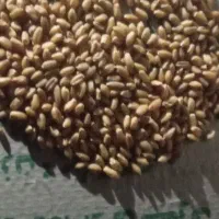 فروش گندوم