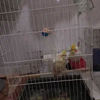 یک جفت عروس هلندی تخم گذار
