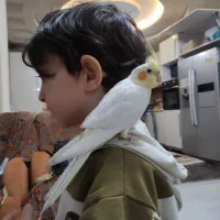 طوطی عروس هلندی و کوتوله برزیلی