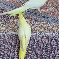 عروس هلندی