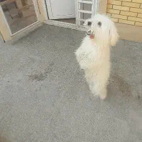 یه قلاده سگ خانگی باهوش و واقعا تربیت شده|سگ|زرند, |دیوار