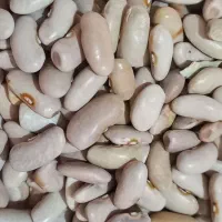 لوبیا چیتی ورشتی الوچه(نلک)