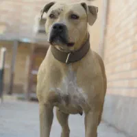 واگذاری سگ پیتبول ماده|سگ|یزد, |دیوار